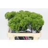 Dianthus Br Kiwi Mellow