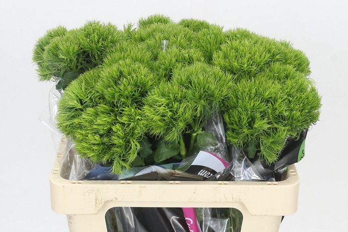 Dianthus Br Kiwi Mellow