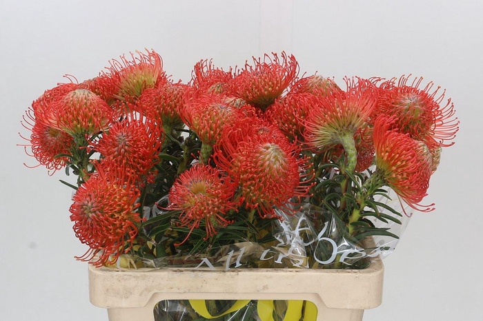 <h4>Nutans Succession</h4>