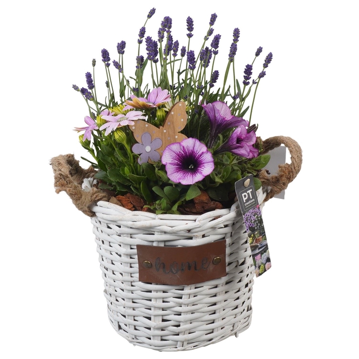<h4>Arr.   Perkplanten H%</h4>