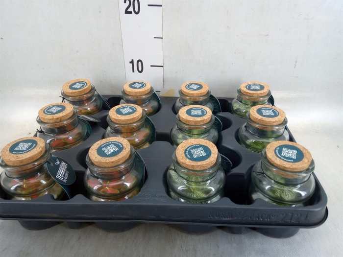 <h4>Arr.    Planten  L%</h4>