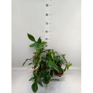 Philodendron   ...