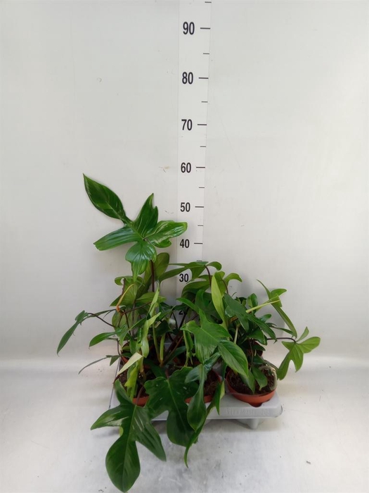 <h4>Philodendron   ...</h4>