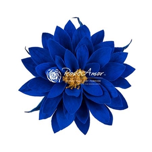 Pr 5 Dahlia Blu03