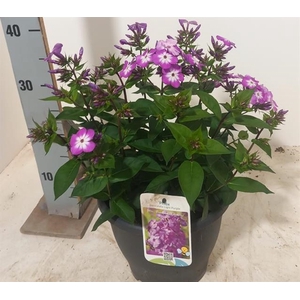 Phlox Purple Flame 23Ø 45cm