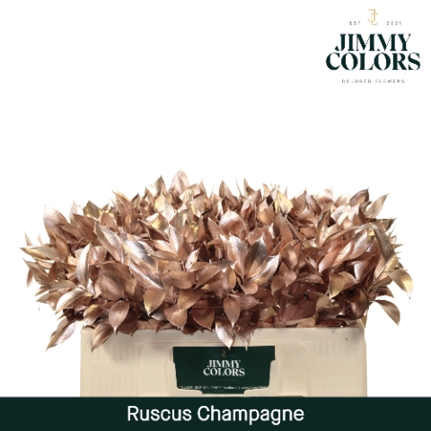 Ruscus L50 Mtlc. Champagne