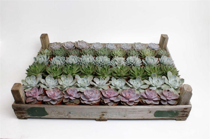 <h4>Echeveria Mix In Gazenbak</h4>