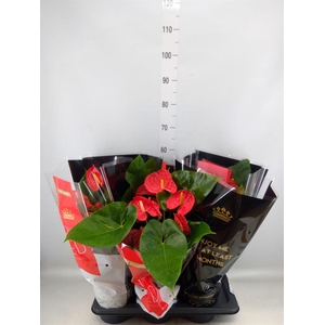 Anthurium andr. 'Madural'