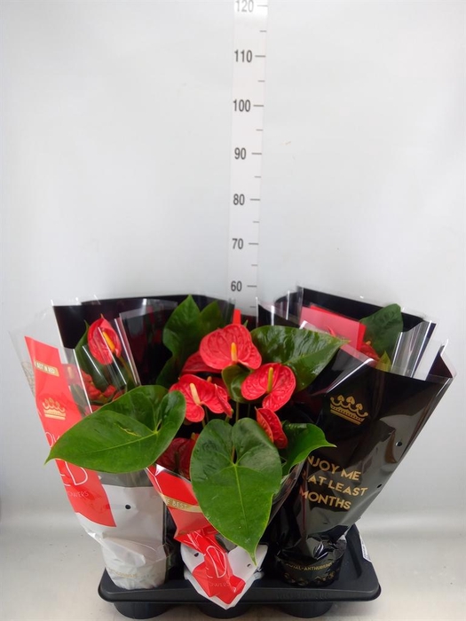 <h4>Anthurium andr. 'Madural'</h4>