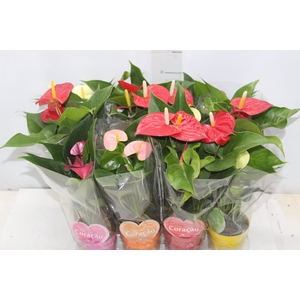 ANTHURIUM VARIADO P09