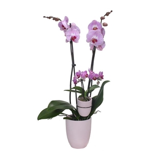 Hugo Silver Pink Phal Roze 2T+ Tiny Dolls 2T