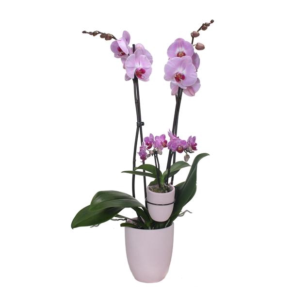 <h4>Hugo Silver Pink Phal Roze 2T+ Tiny Dolls 2T</h4>