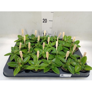 Peperomia pros. 'Pixie'