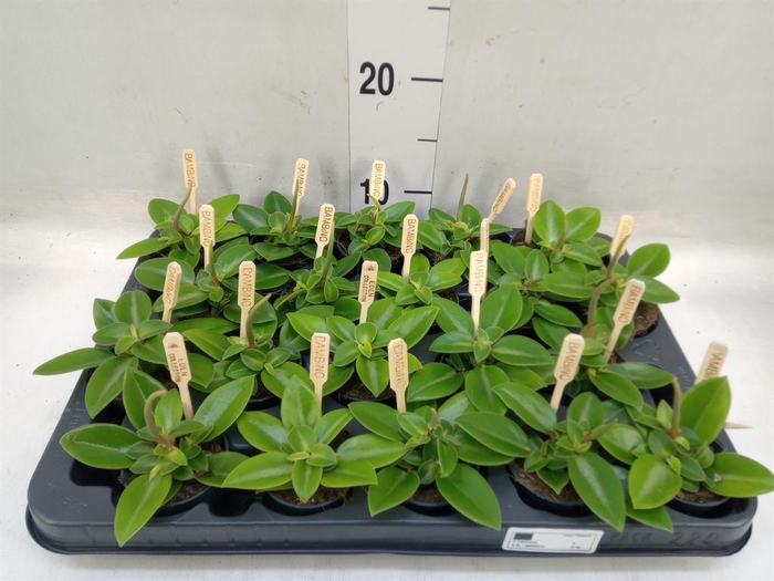 <h4>Peperomia pros. 'Pixie'</h4>