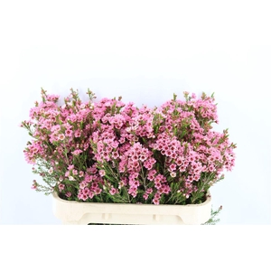 Chame Pink Sarahs Delight