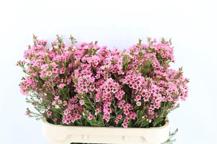 <h4>Chame Pink Sarahs Delight</h4>