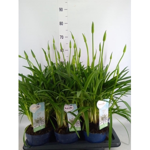 Agapanthus  'Amourette Superb Whit'