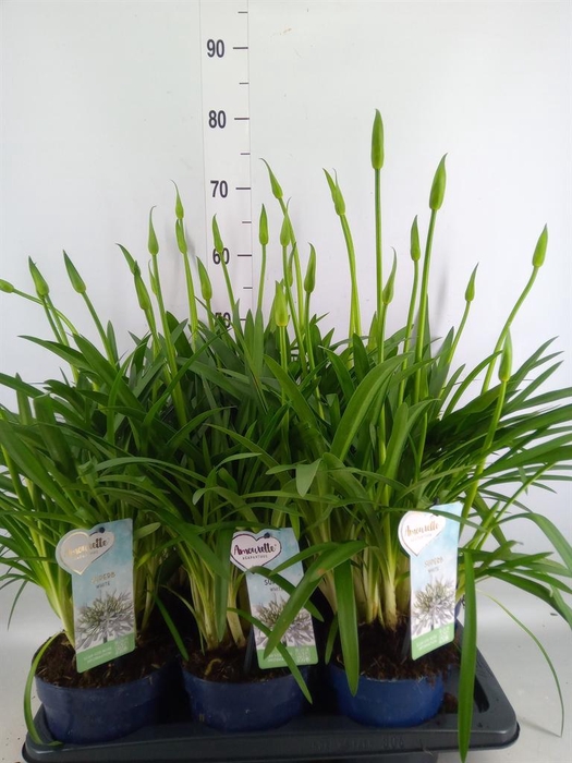 <h4>Agapanthus  'Amourette Superb Whit'</h4>