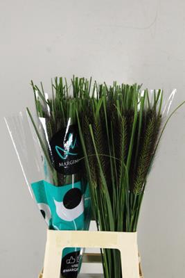 <h4>Gras Pennisetum Black Fox</h4>