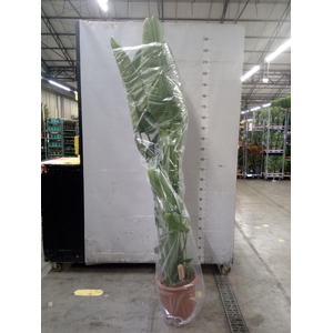 Strelitzia nicolai