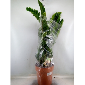 Zamioculcas zamiifolia