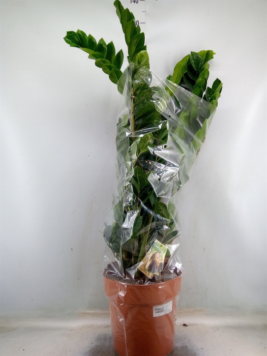 <h4>Zamioculcas zamiifolia</h4>