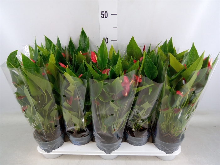 <h4>Anthurium andr. 'Mill Flowers Red'</h4>