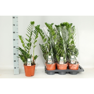 ZAMIO ZAMIIFOLIA