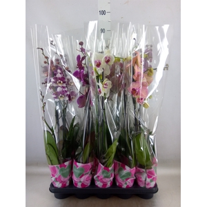 Phalaenopsis   ...mix  5