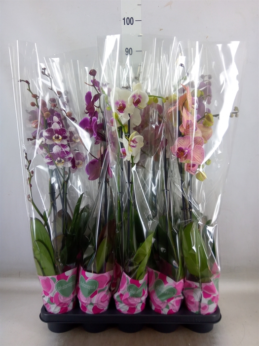 <h4>Phalaenopsis   ...mix  5</h4>