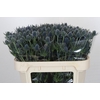 Eryngium Blue Dynamite