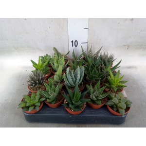 Aloe   ...mix