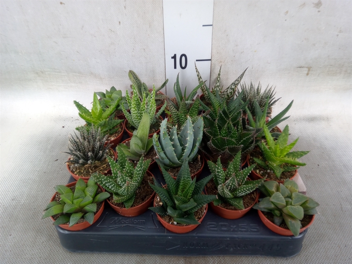<h4>Aloe   ...mix</h4>