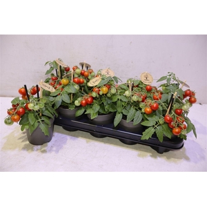arr8 Tomatenplanten