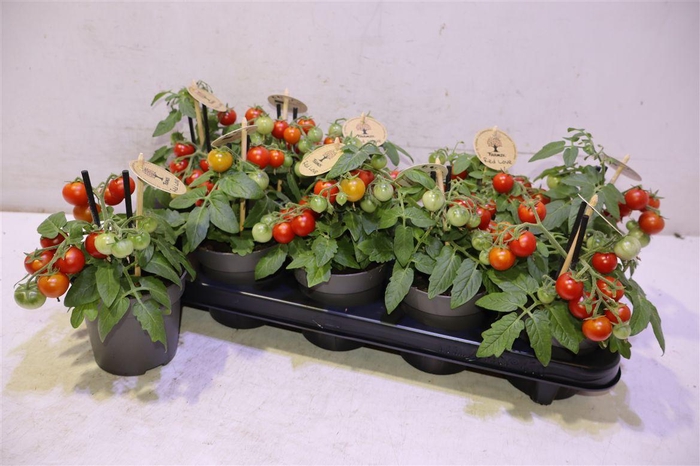 <h4>arr8 Tomatenplanten</h4>