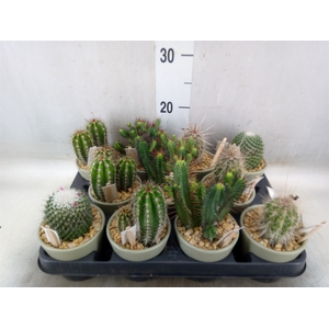 Cactus   ...
