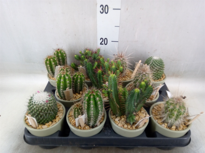 <h4>Cactus   ...</h4>