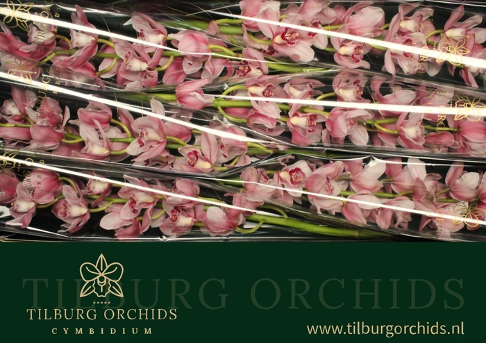 <h4>CYMB T QUEEN MONA</h4>