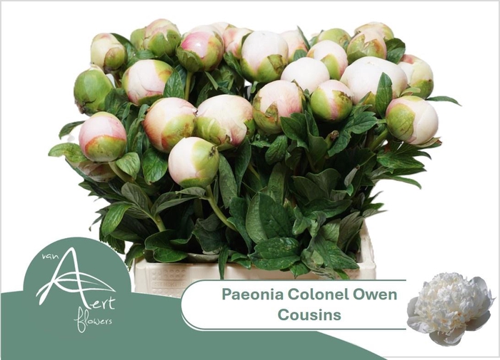 <h4>PAEO COL OWEN COUSIN</h4>