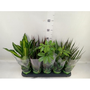 Planten Groen   ...mix  6