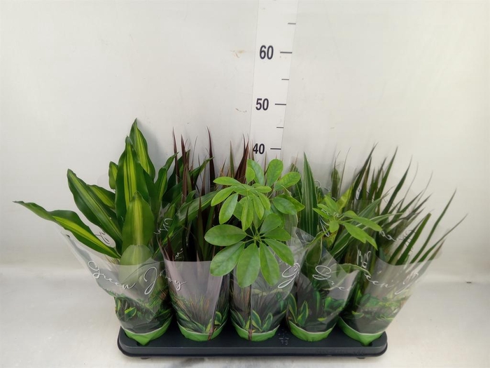 <h4>Planten Groen   ...mix  6</h4>