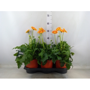 Gerbera  'Garvinea Sweet Blaze'