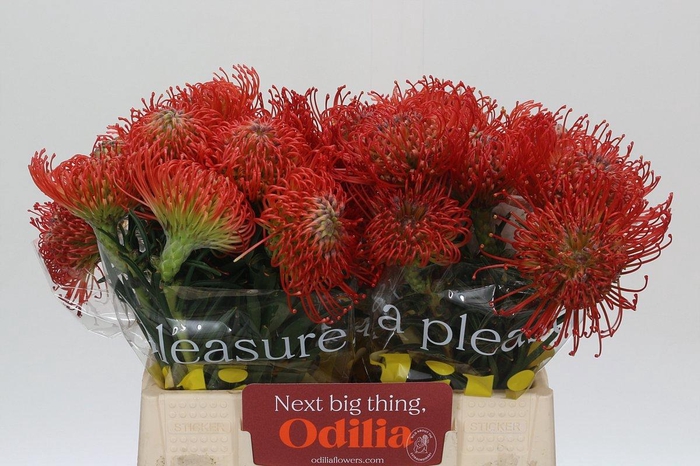 <h4>LEUCO CO SUCCESSION</h4>