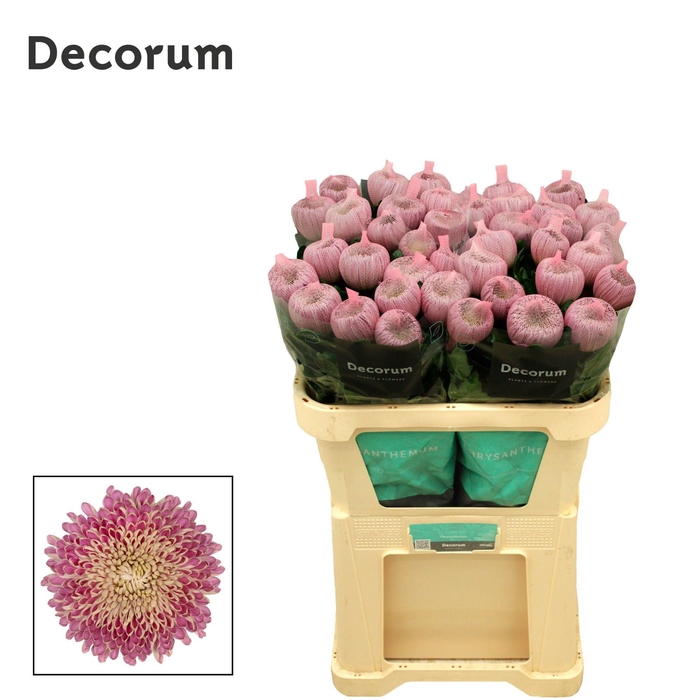 <h4>Chrysanten Chr G Couture</h4>