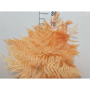 Dr Felce Di Bosco Bl Salmon Salmone