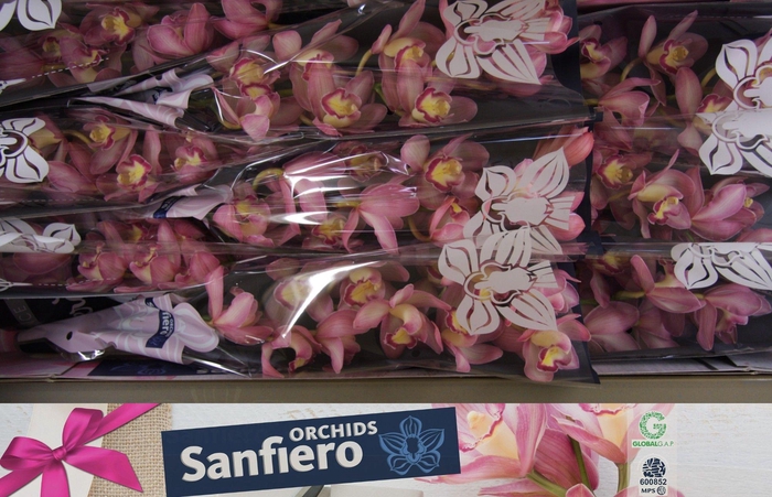 <h4>CYMB T SWEET CANDY</h4>