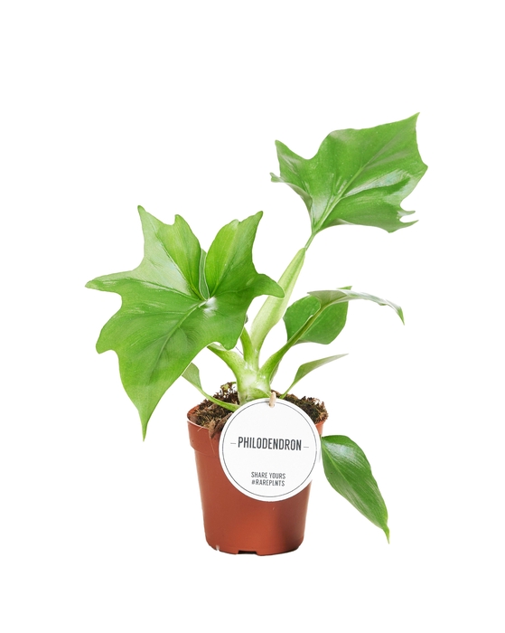 <h4>Philodendron Warszewiczii</h4>