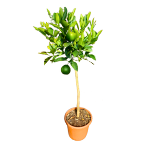 Citrus reticulata