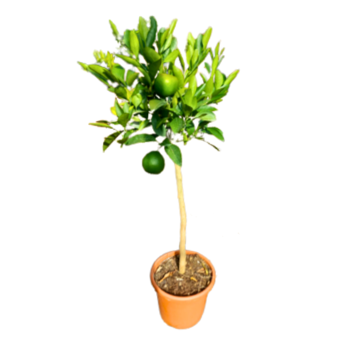 <h4>Citrus reticulata</h4>
