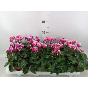 Cyclamen KL 'Compact Fuji'